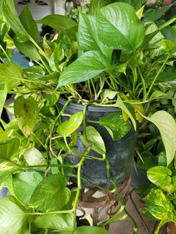 Golden pothos 