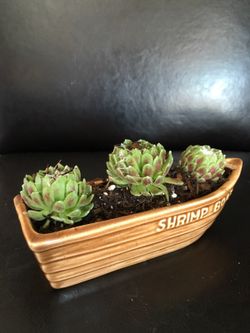 Real live succulents make great gifts