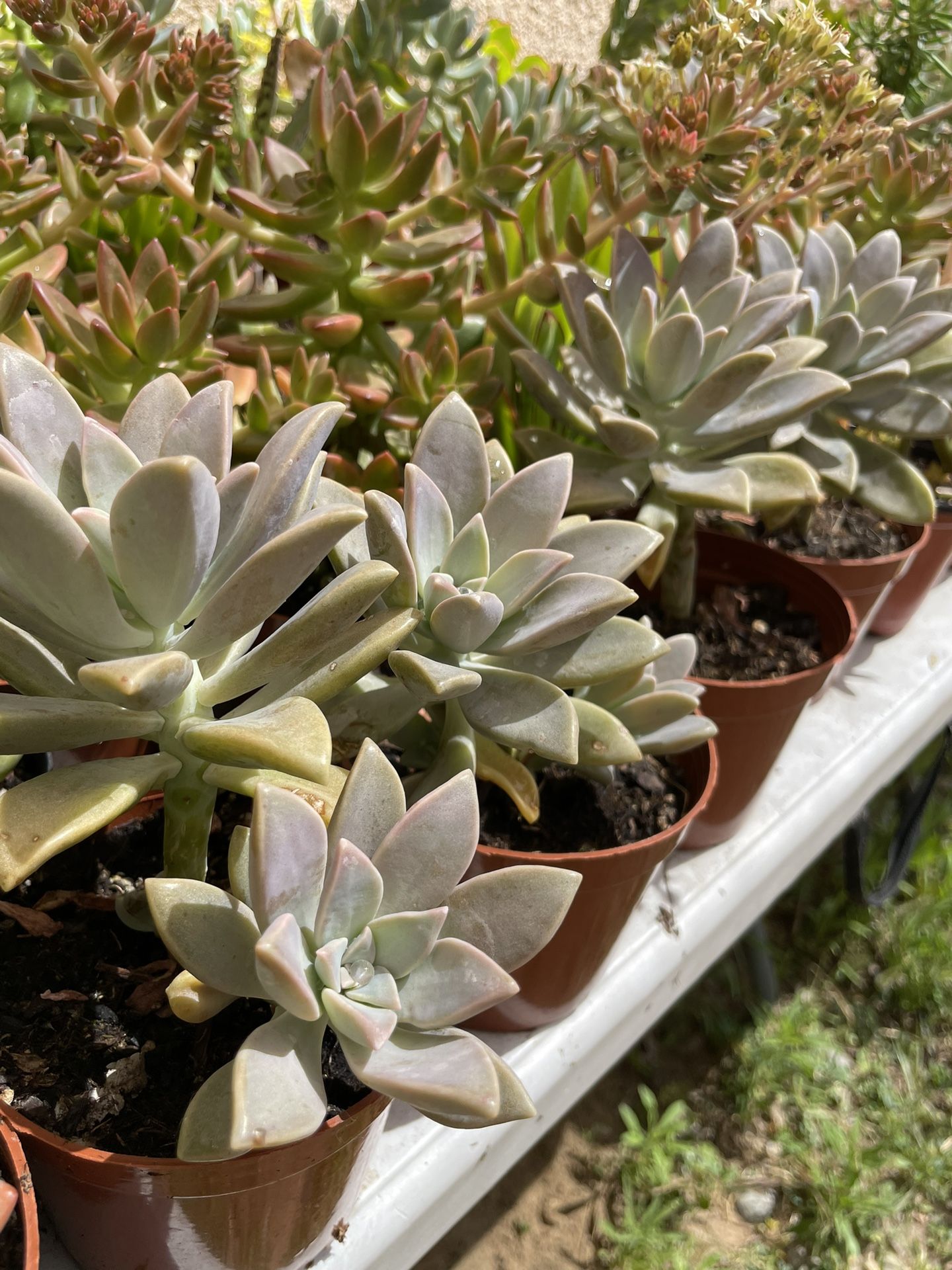 Succulent’s Plants 🪴