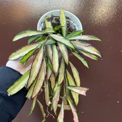 4” variegated hoya wayettii 