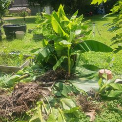 Banana Trees.
