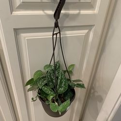Satin Pothos Plant 