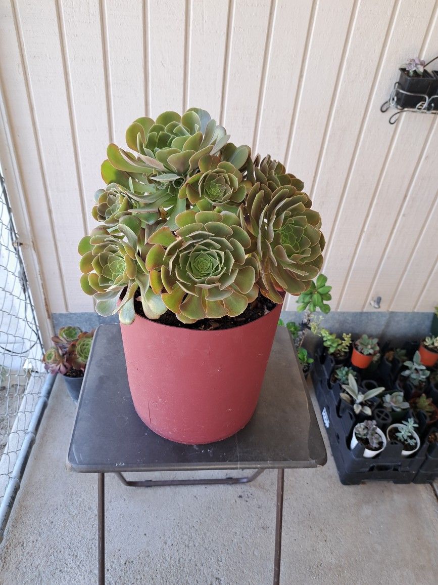 Aeonium Succulent