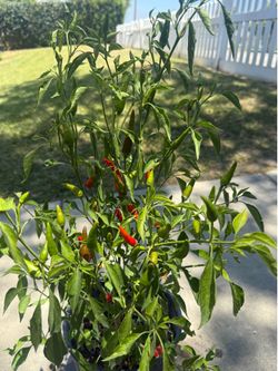 朝天椒🌶️Spicy ! Thai Chili Pepper Plant !