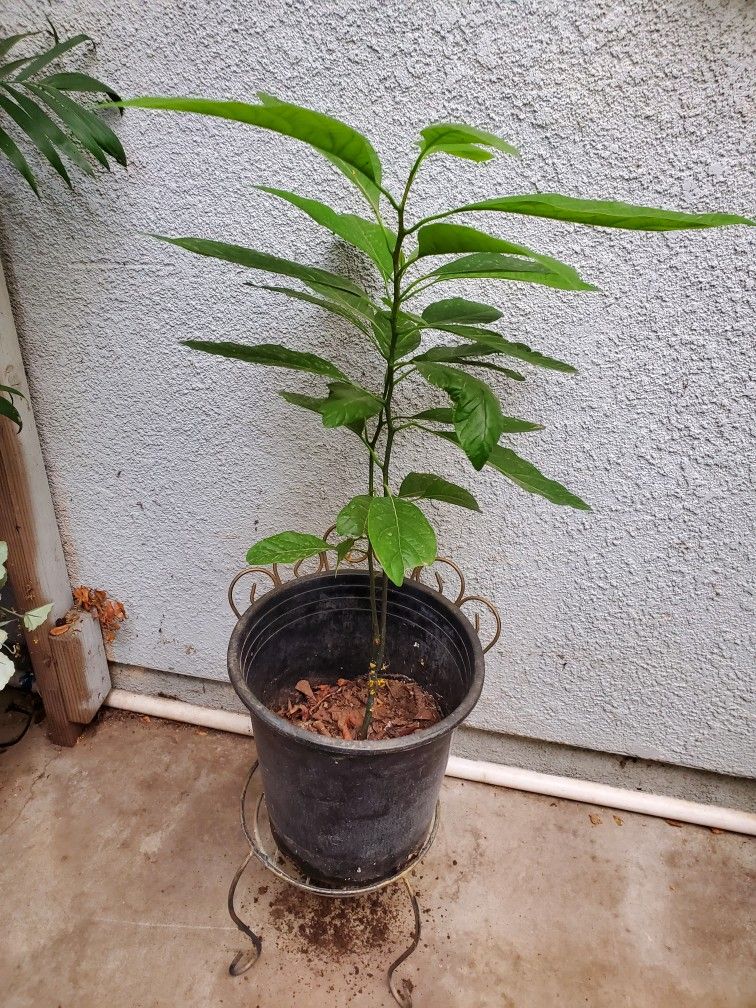 Avocado 🥑