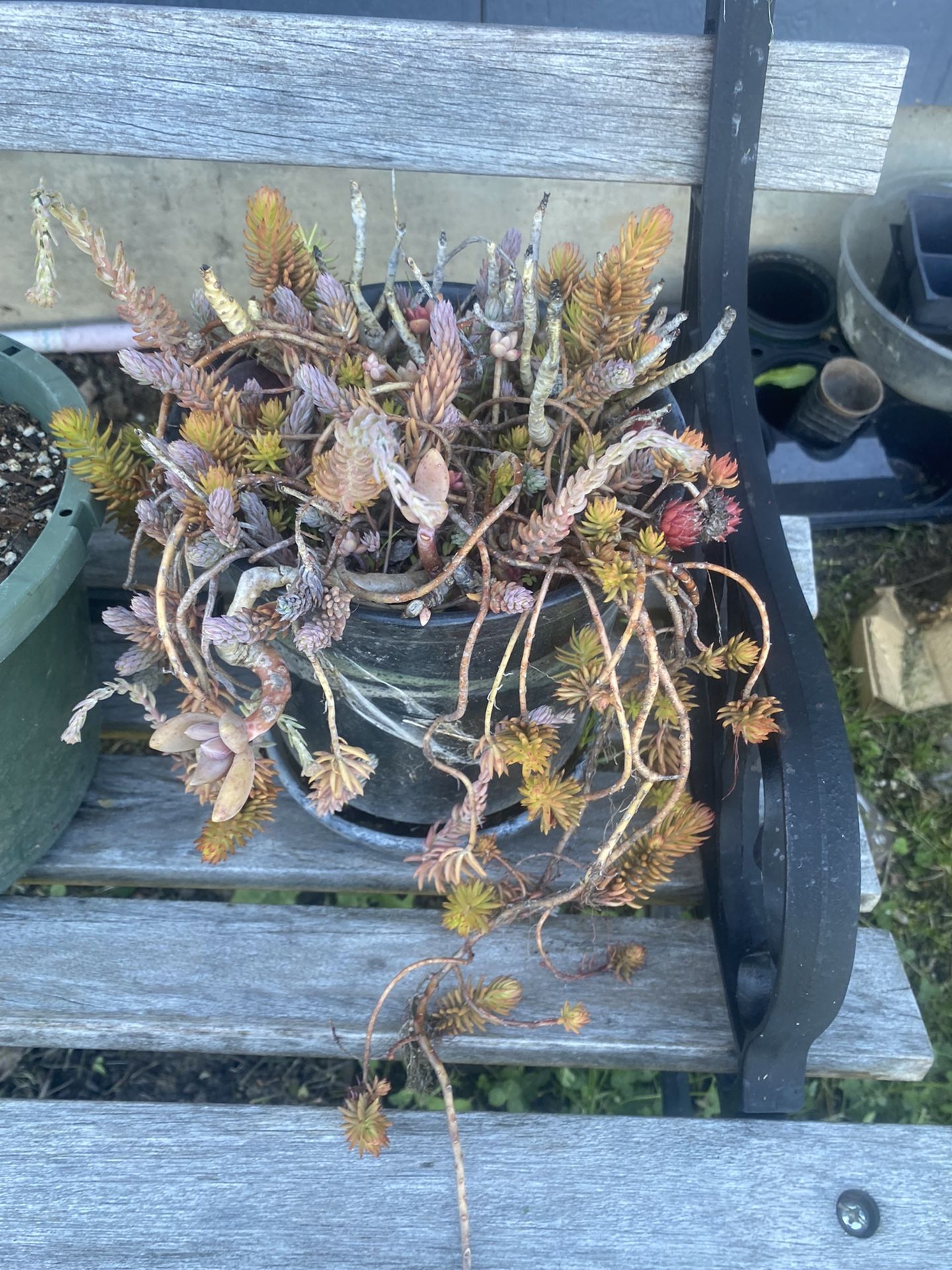 Serium Succulents With Ceramic Pot