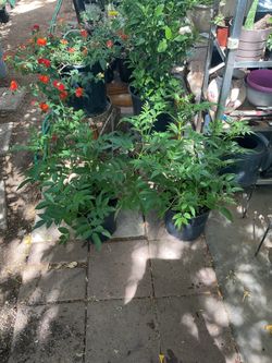 Yellow bell 🛎️ plants