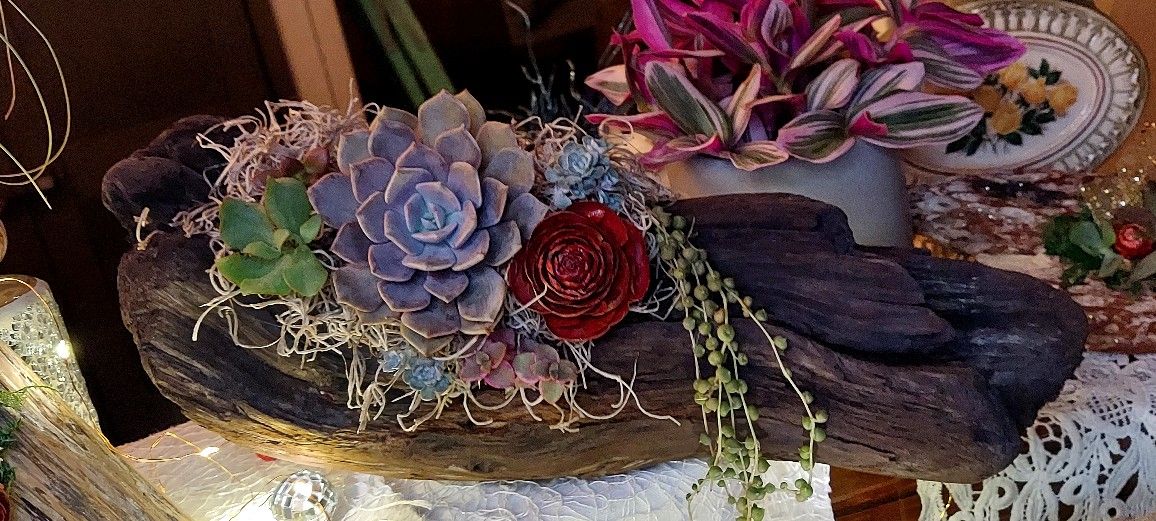 Driftwood Succulent Arrangements (PLEASE READ DESCRIPTION)