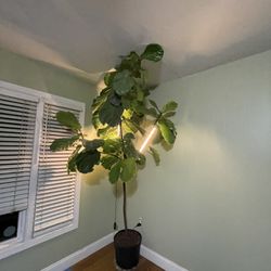 8ft Super Healthy Fiddle Leaf; lots of new growth; 95820