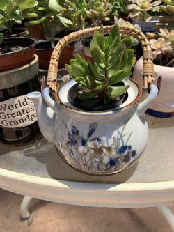 Succulents