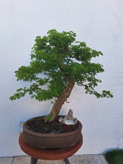 Bonsai 3 Generation