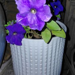 Large White Textured Ceramic Planter 8"