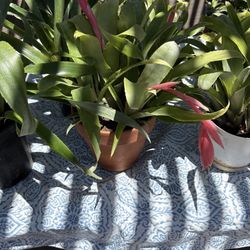 Bromeliads