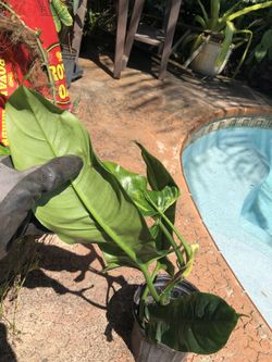 grow lamp plants Instant Sun Grow Lamp- We the Wild main image 0