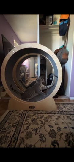 CAT WHEEL