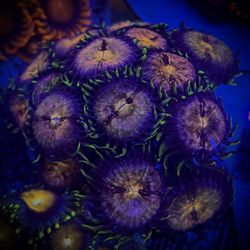 Saltwater Reef Fish Tank Aquarium Decor 