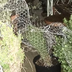 Great Gifts for Men or Women! REAL Plants in Animal Shapes! Horse, Steer, Cactus, Dolphins, Elephant, Swans, Rabbit,