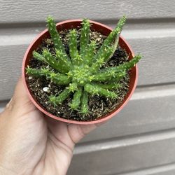 4” medusa