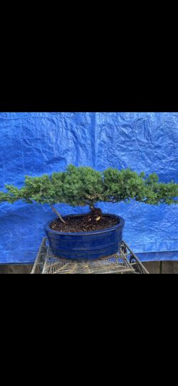 Bonsai Plants For Sale $60 Each
