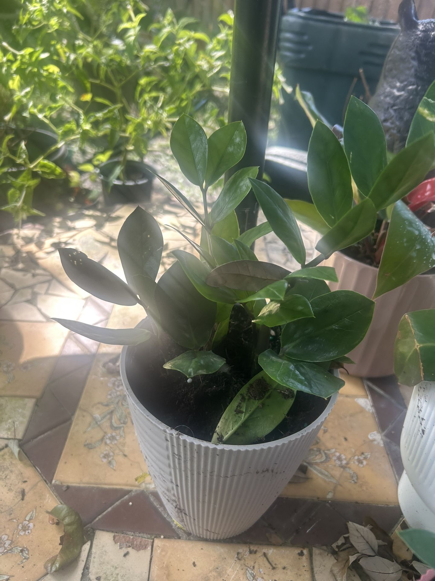 ZZ Plant Or Sago Plams Plant