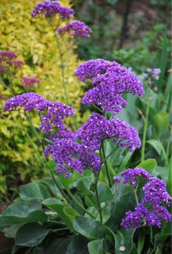 Sea Lavenders