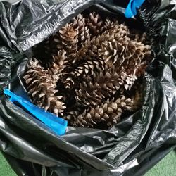 Free Pinecones