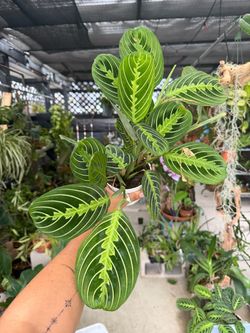 Maranta Lemon Lime Prayer Plant