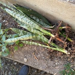Healthy Organic Snake Plants