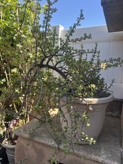 Planta Natural Grande