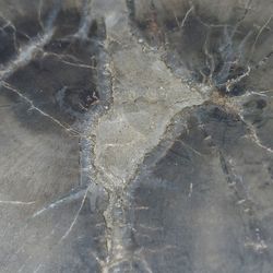 Petrified Wood Growing Crystals