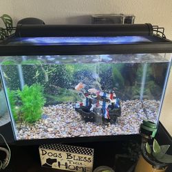 20g Tank Setup