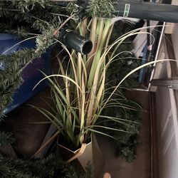 Plant