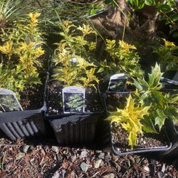 Goshiki Osmanthus False Holly Plants