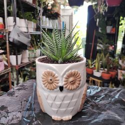 Zebra Succulent Plant 