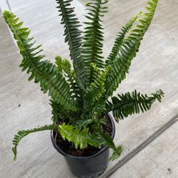 Boston Fern