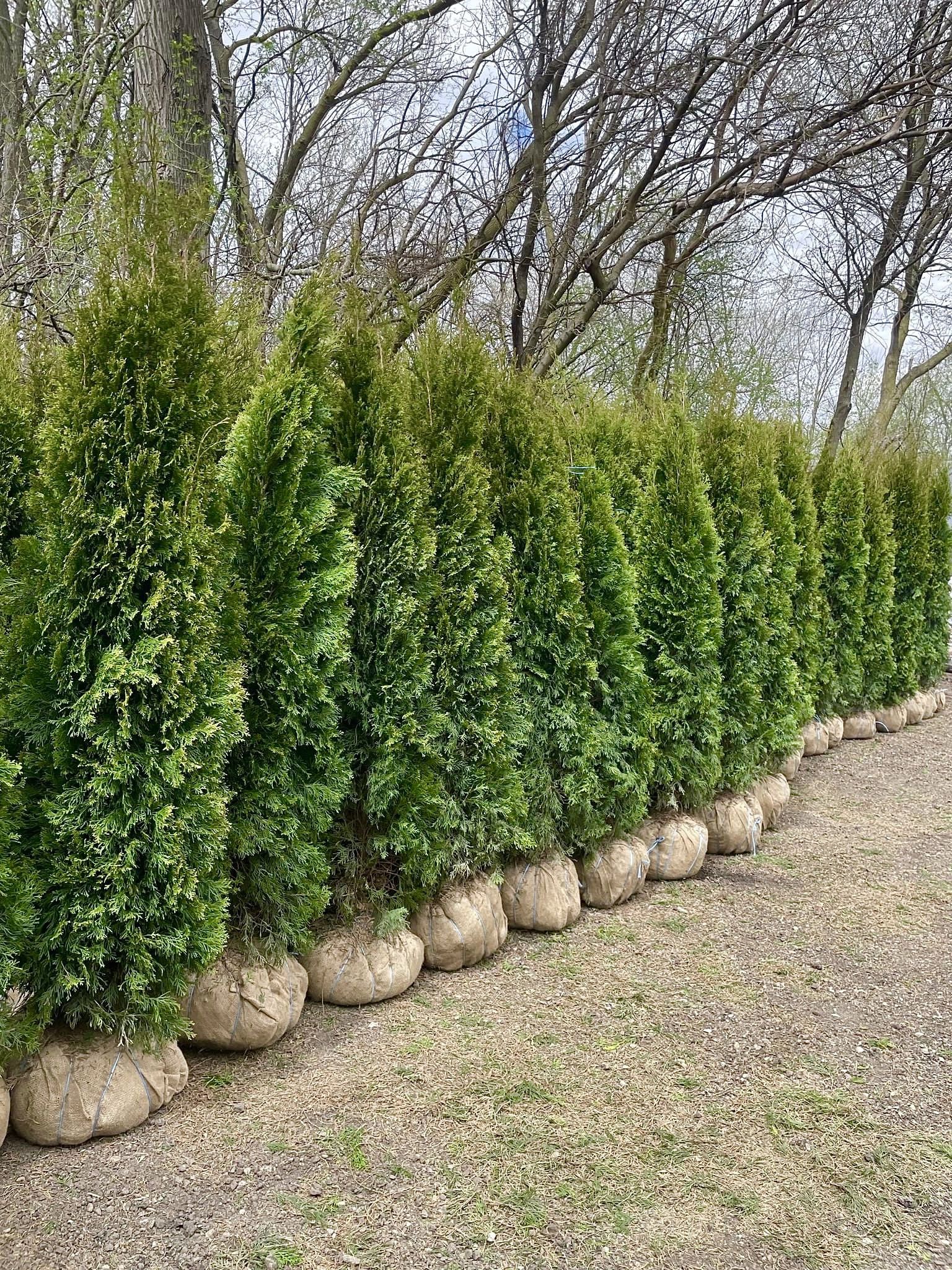 Privacy Tree Sale FREE DELIVERY! Emerald Green & Green Giants