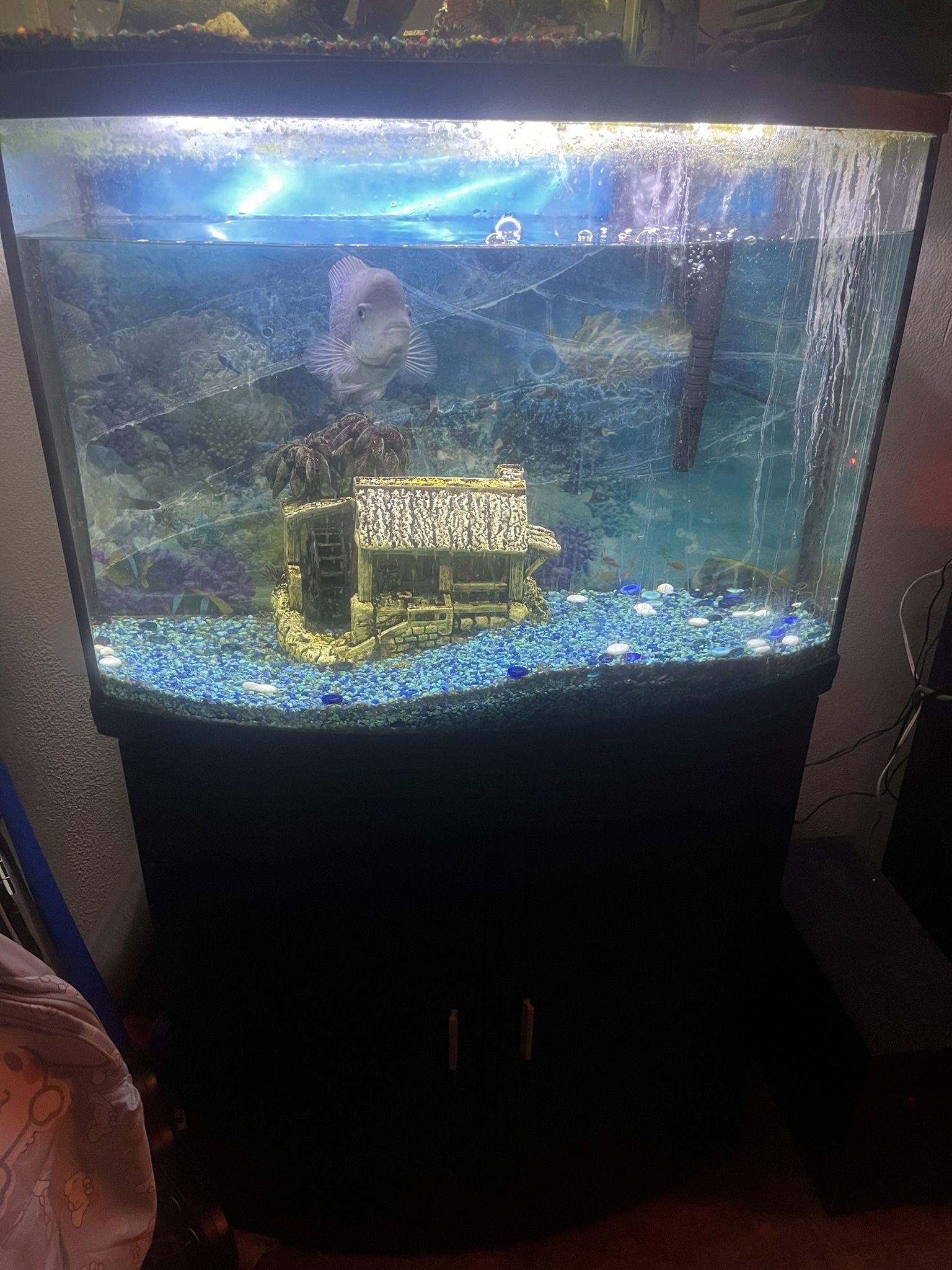 Fish Tank