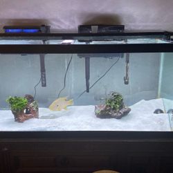 75 Gallon Fish Tank Set 