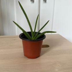 🪴Aloe Vera plant 