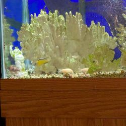 Artificial Reef And Fish Tank