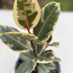 Rubber Plants 6 Inches Pot With Ceramic Planter