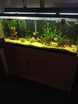 55 gallon tank with stand lid light filter