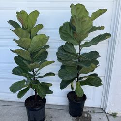 Fiddle Leaf Fig 55$ Each