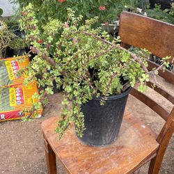 Elephant Food Plants $30 Each