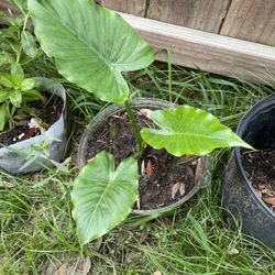 Plants For Sale 5$ Or Less. Purple Heart, Elephant Ears, Agave, Snake Plant,mint, Vitex Ect
