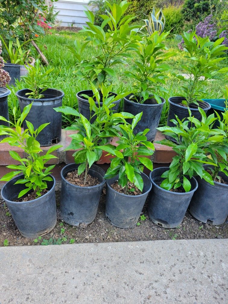 Sour Orange Tree