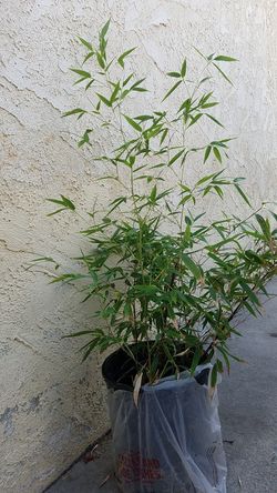 Bamboo