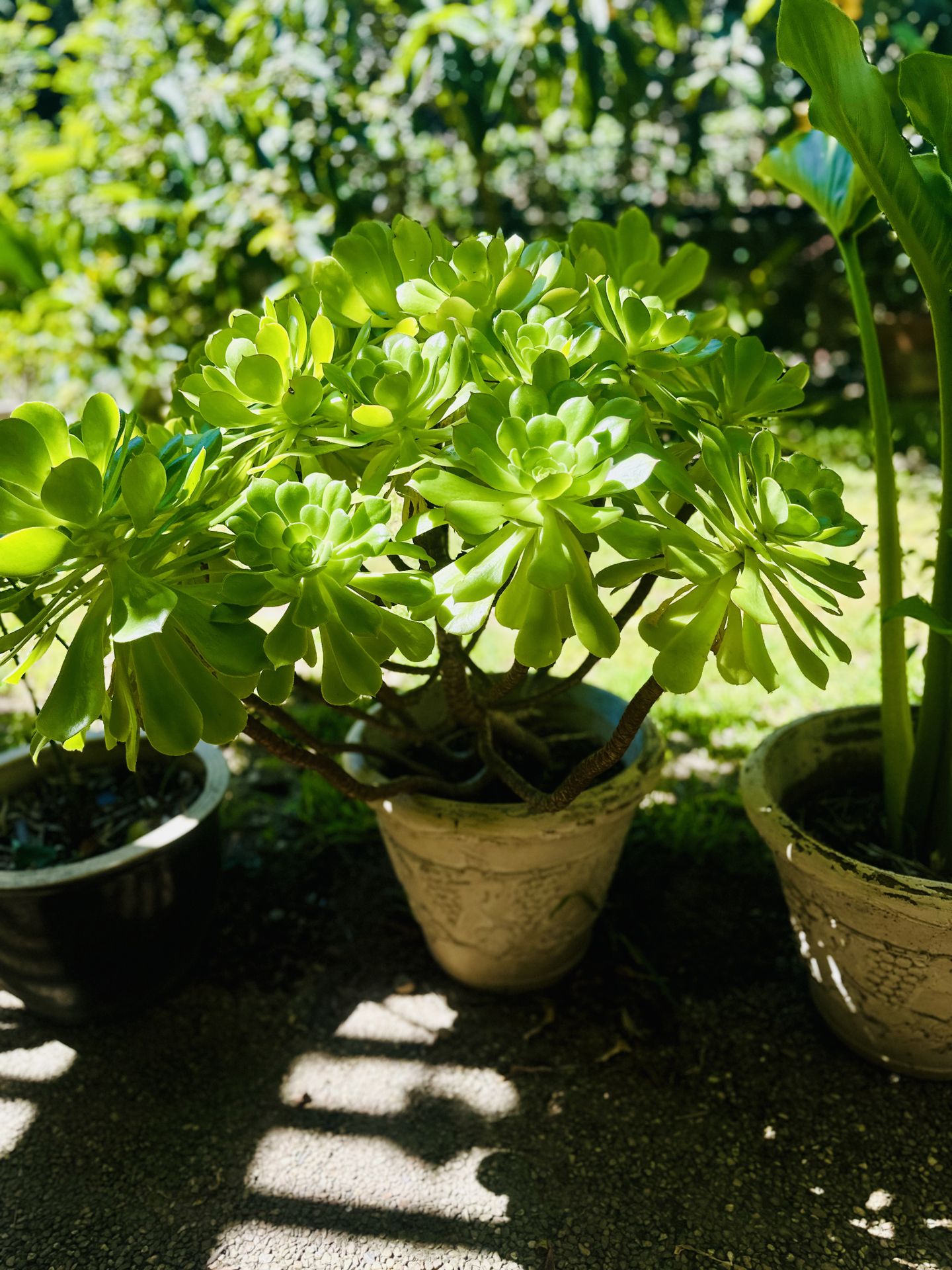 36” mature succulents plant with pot,Pick Up By UCSD.
