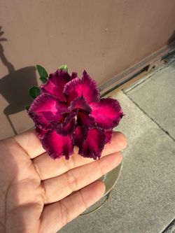 6” desert rose