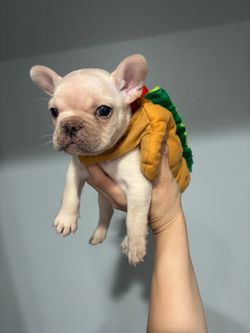 Hot dog costume